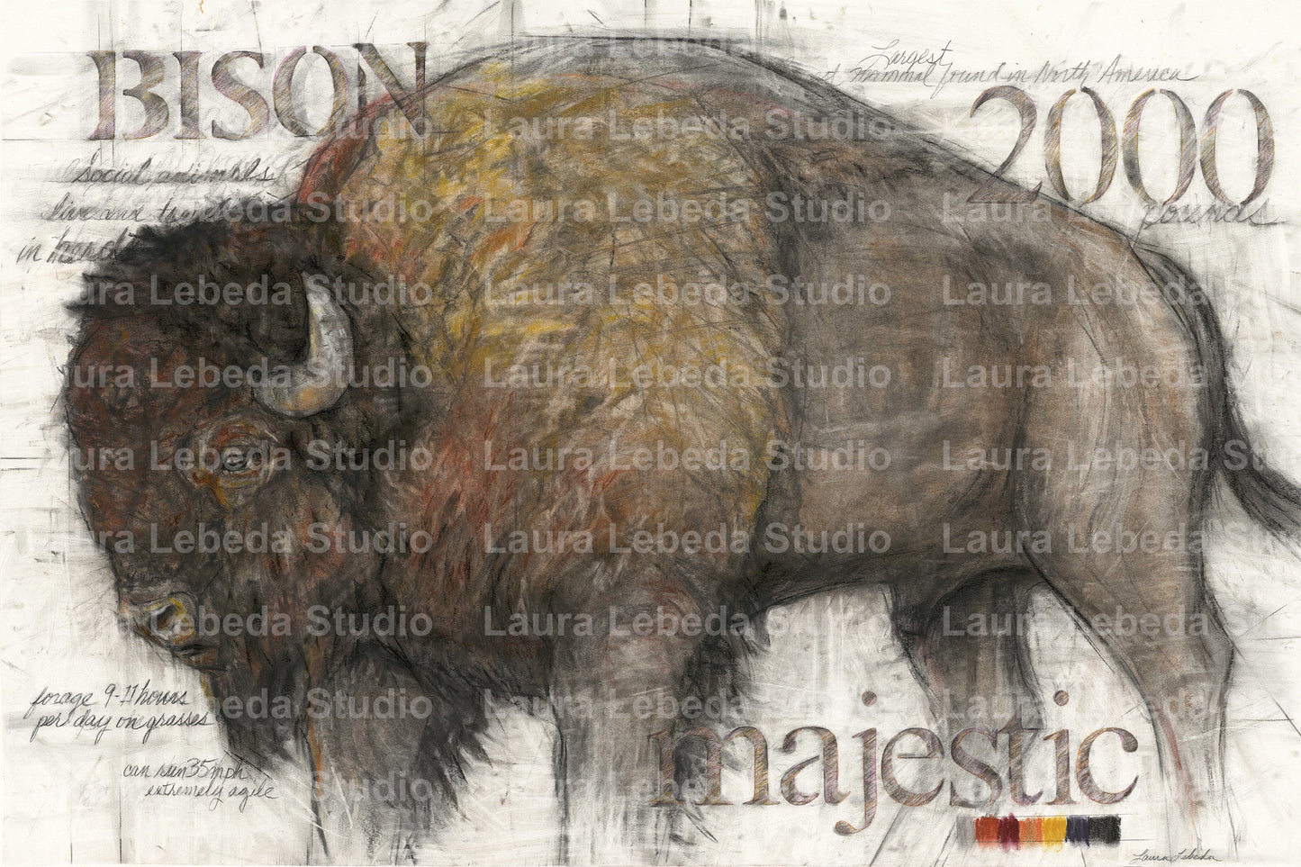"Majestic" Bison, Giclee Print 11" x 16"