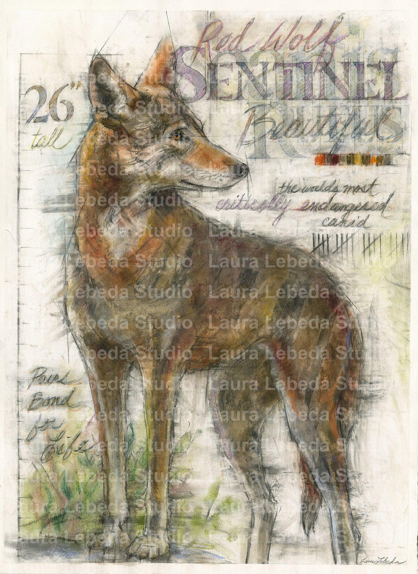 "Sentinel" Red Wolf, 26" x 34" Available through Edgewood Orchard Gallery