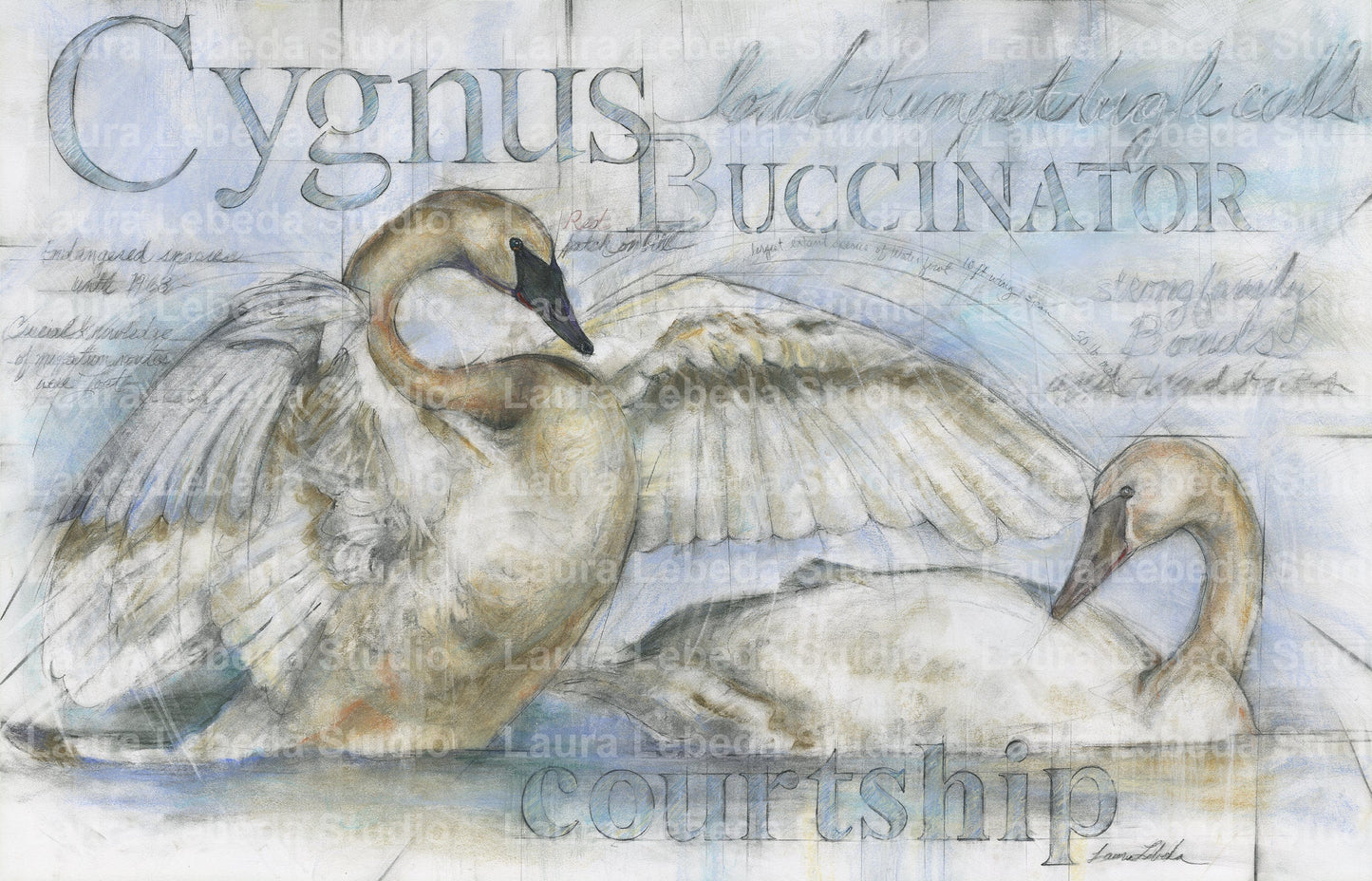 "Trumpeter Swans" Giclée Print