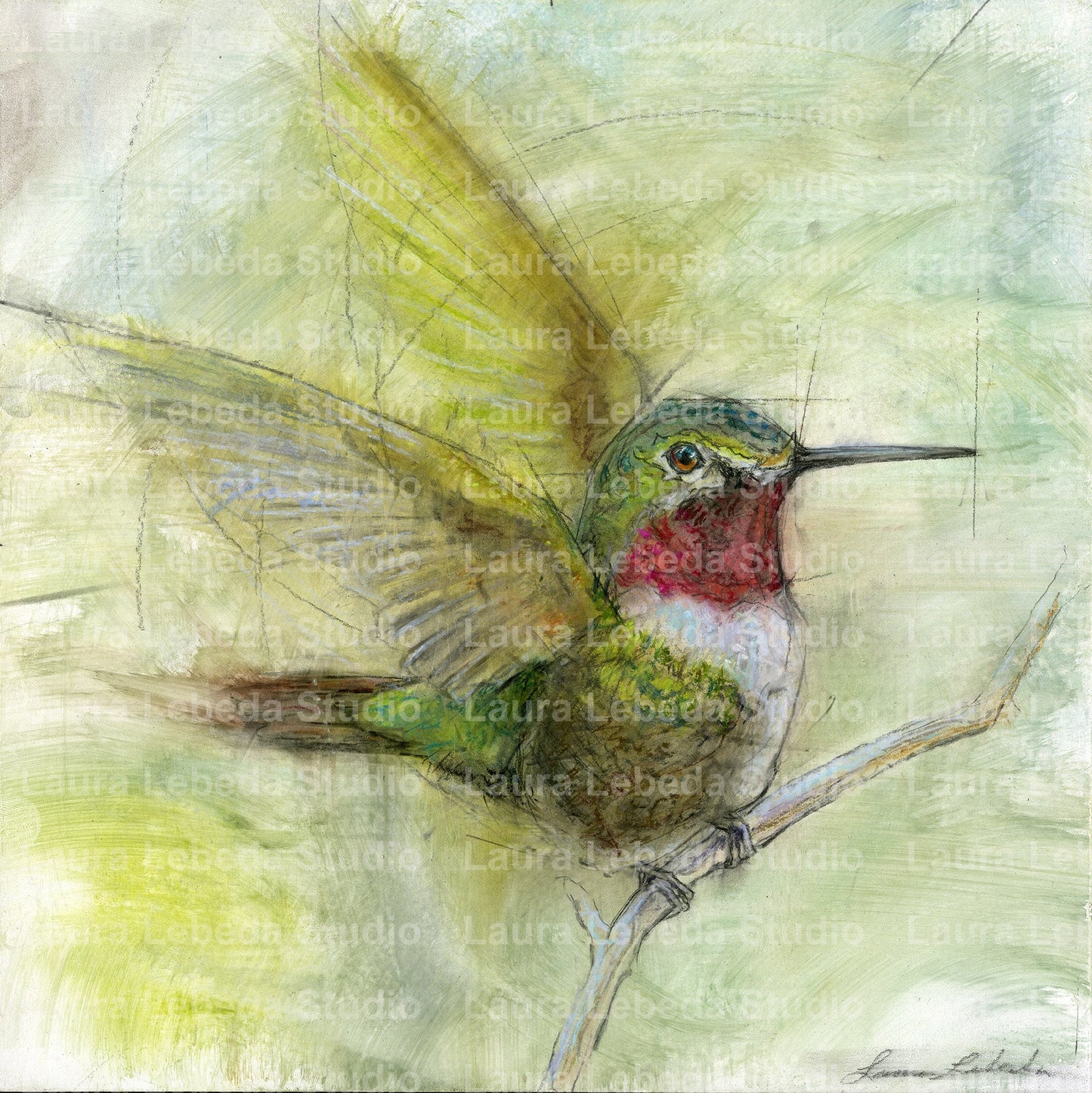 Hummingbird 001 - Giclée Square Print
