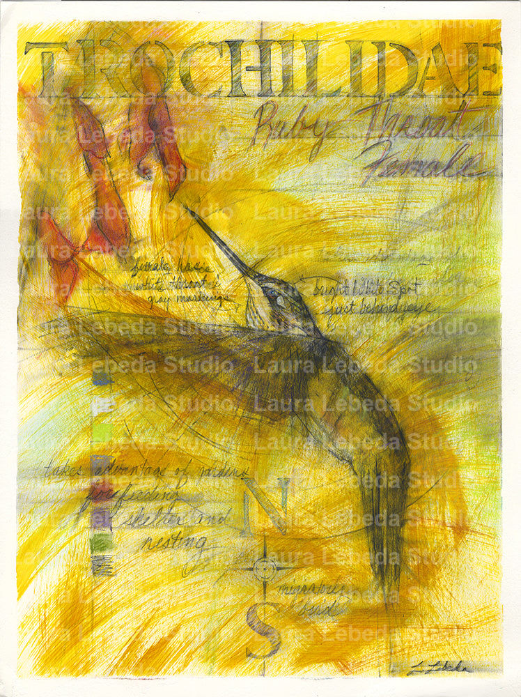 "Nourish" Ruby Throated, Female 23" x 29" Available through Edgewood Orchard Gallery