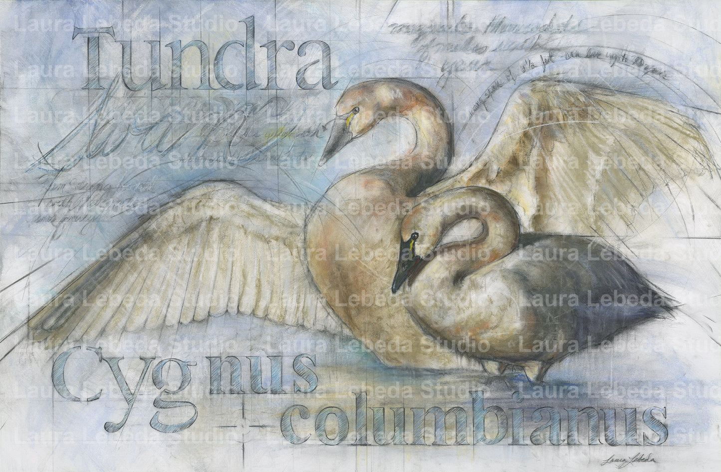 "Tundra Swans" - 42" x 29" Available through Edgewood Orchard Gallery