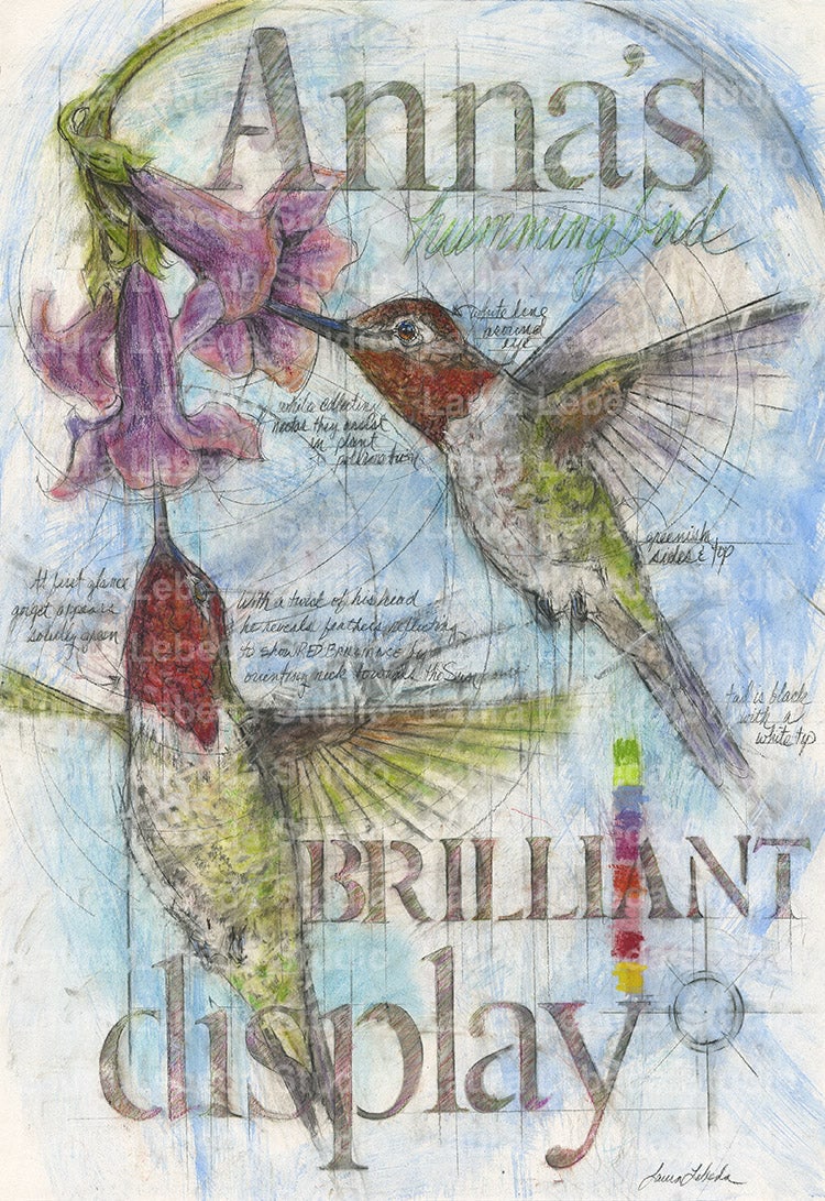 "Brilliant Display" Anna's Hummingbirds, 26" x 34" SOLD