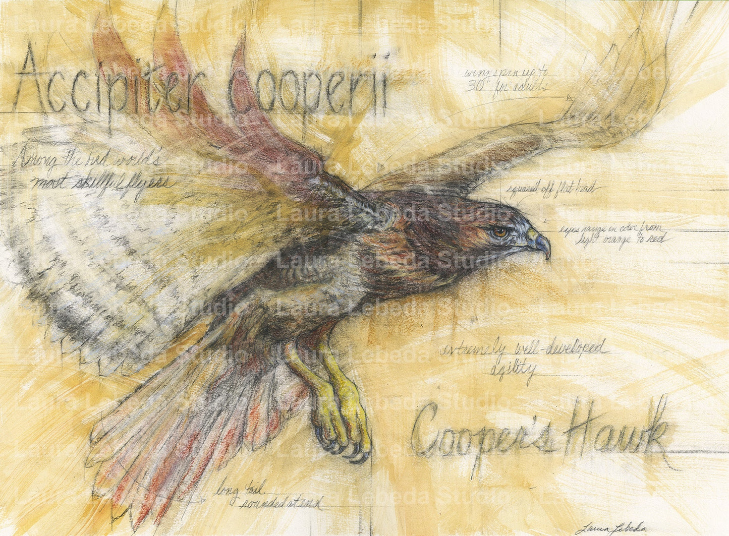 "Cooper's Hawk" Framed, 26" x 34"