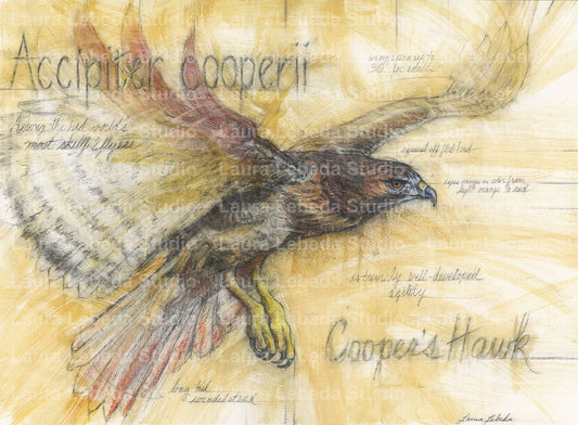 "Cooper's Hawk" Framed, 26" x 34"