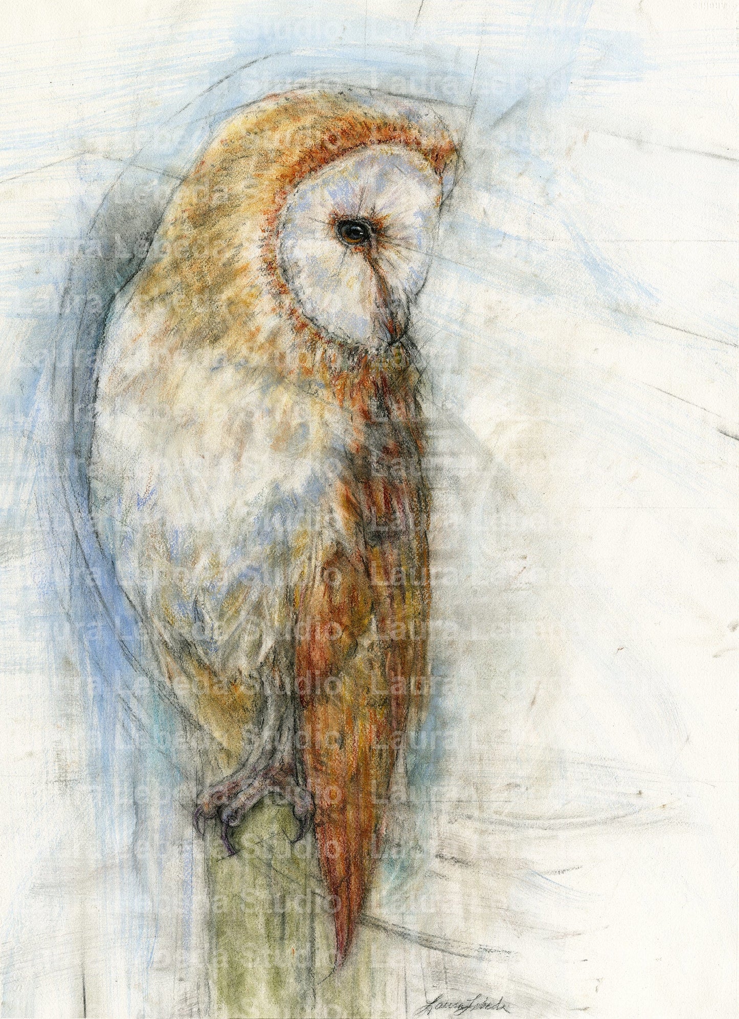 "Guardian" Barn Owl, Framed 26" x 34" SOLD
