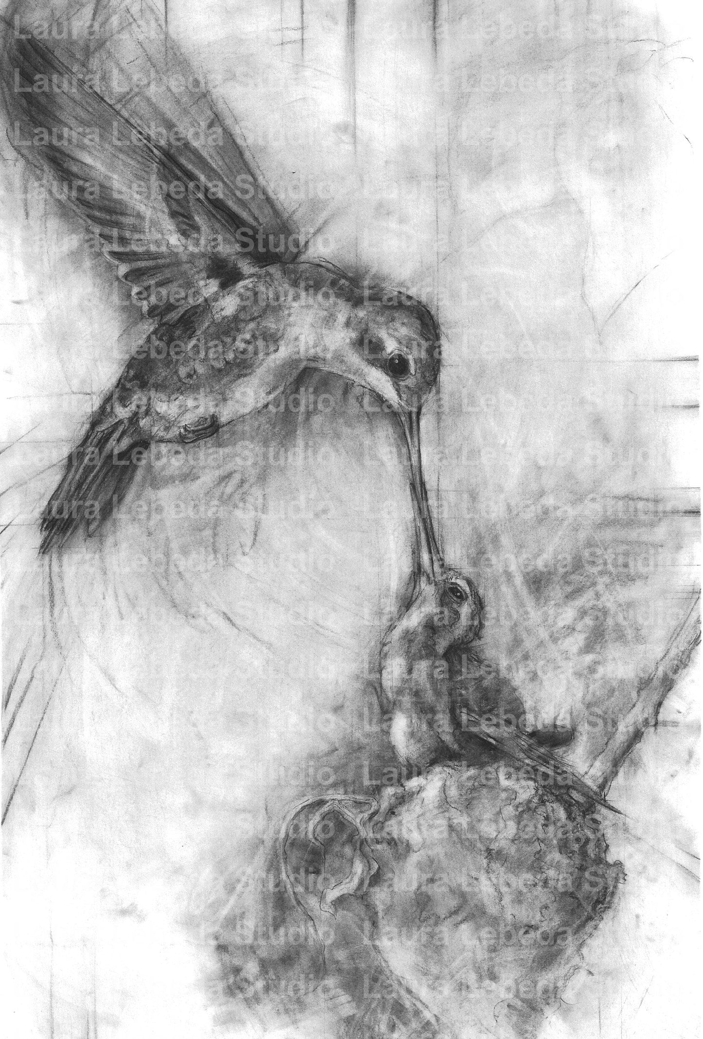 "Charcoal Hummingbird Nurture" - Giclée Print