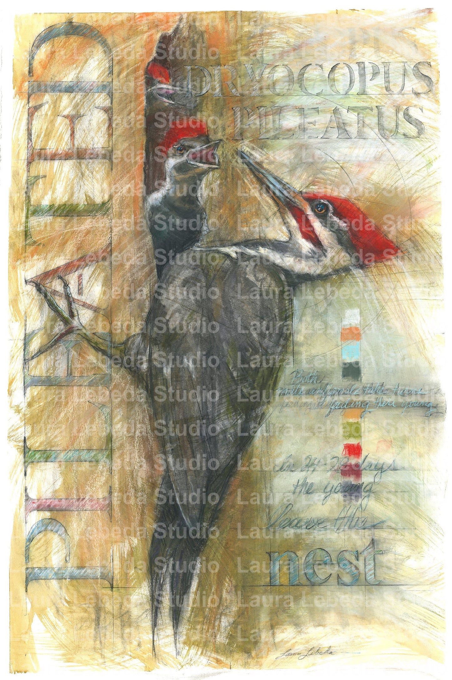 "Pileated Woodpecker with Hatchlings" - Giclée Print